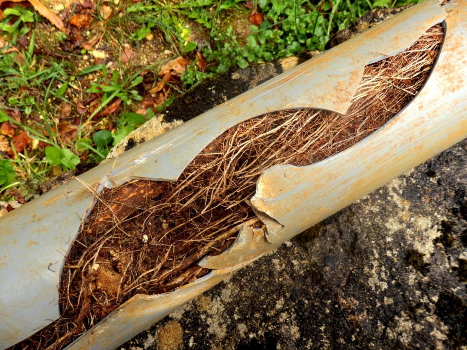 Allentown plumber hope mechanical do trees break sewer lines